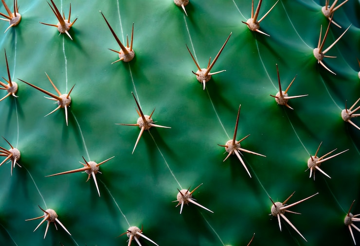 Foto grátis padrão de textura de cacto