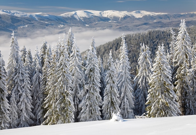 Paisagem calma de montanha com geada e pinheiros cobertos de neve (vista da estação de esqui bukovel (ucrânia) até o cume svydovets)