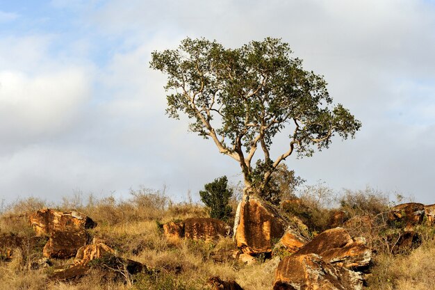 Paisagem com árvores na África