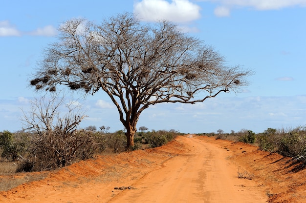 Paisagem com árvores na África