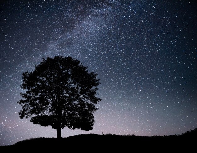 Paisagem com céu estrelado e silhueta da árvore na colina. Via Láctea com árvore solitária, estrelas cadentes.