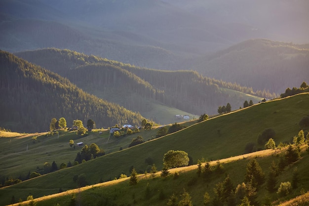 Paisagem com florestas de pinheiros nas montanhas