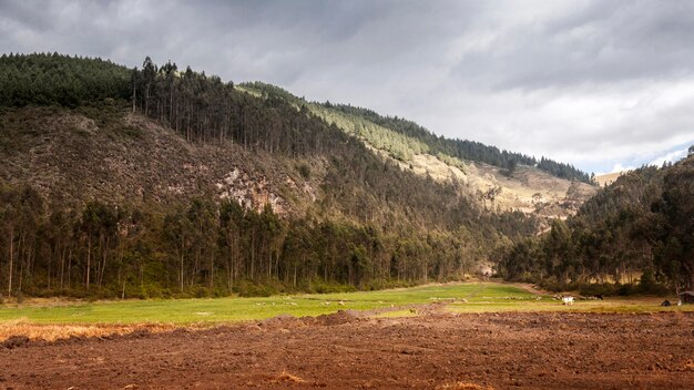 Paisagem com montanhas e árvores