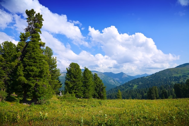 Paisagem com montanhas florestais