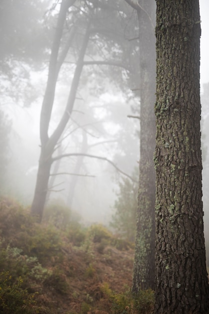 Paisagem da floresta com árvore velha alta