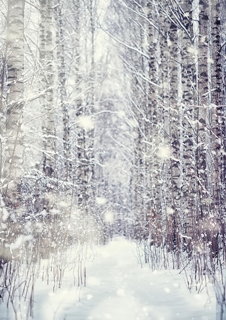 Paisagem da floresta de inverno. árvores altas sob a cobertura de neve. dia gelado de janeiro no parque. Foto Premium
