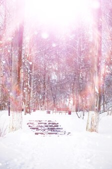 Paisagem da floresta de inverno. árvores altas sob a cobertura de neve. dia gelado de janeiro no parque.