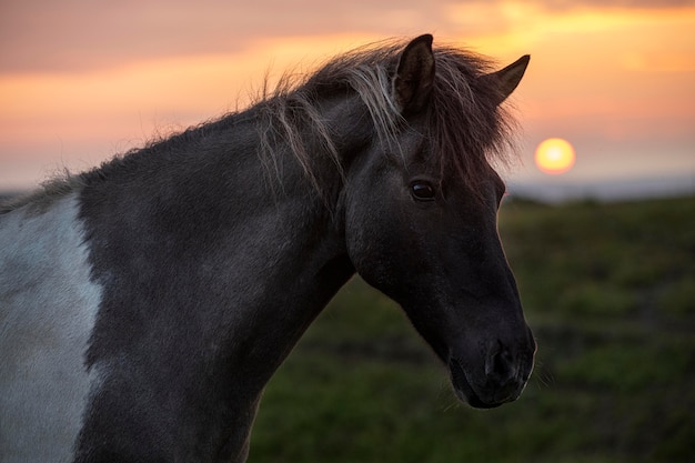 Foto grátis paisagem da islândia com belo garanhão