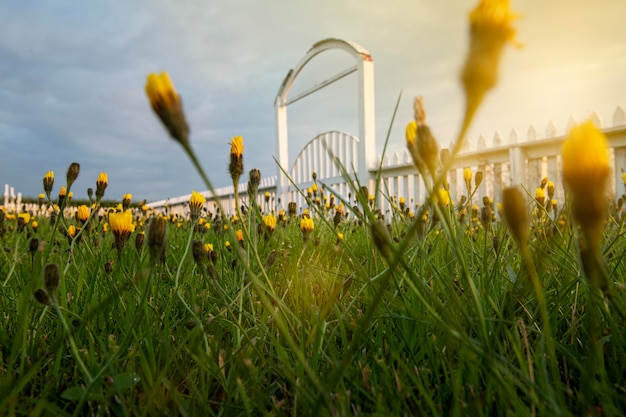 Foto grátis paisagem da islândia com lindas flores no jardim