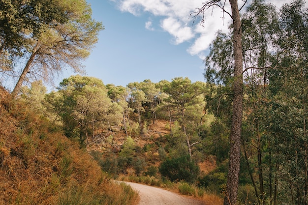 Paisagem da natureza