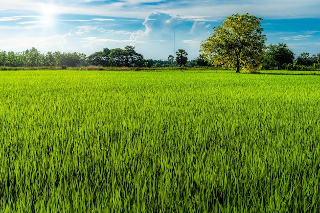 Paisagem da vista panorâmica de grama verde de campo de arroz com campo de milho de campo com flores amarelas cassia árvore de fístula na colheita da agricultura do país com fundo de luz do dia de céu azul de nuvens fofas.