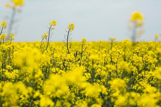 Foto grátis paisagem de campo agrícola