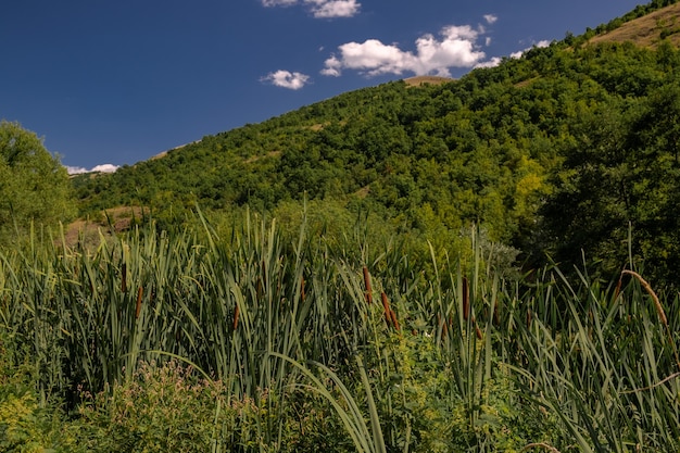 Paisagem de colinas cobertas de arbustos e árvores sob a luz do sol e um céu azul