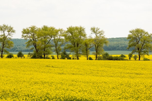 Paisagem de fazenda rural