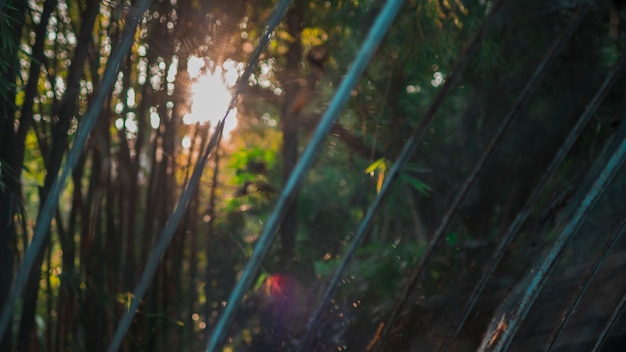 Paisagem de floresta de bambu