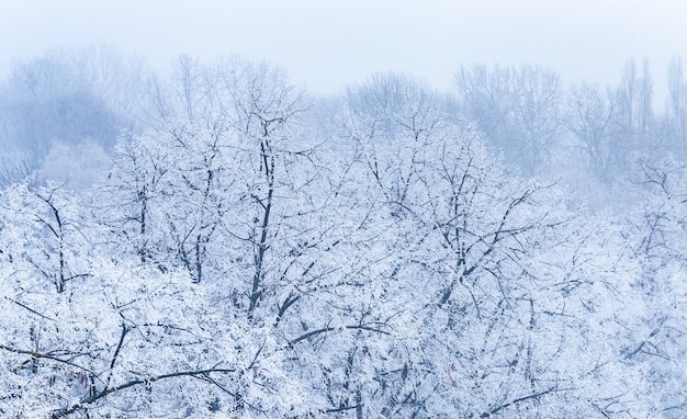 Paisagem de galhos de árvores cobertos de geada durante o inverno em Zagreb, na Croácia