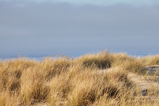 Paisagem de grama de praia pela manhã em Cannon Beach, Oregon