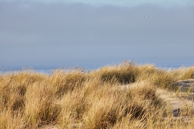 Paisagem de grama de praia pela manhã em Cannon Beach, Oregon