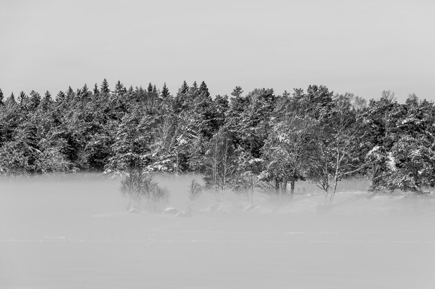 Paisagem de inverno com árvores perenes cobertas de neve e neblina espessa