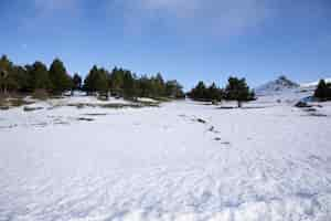 Foto grátis paisagem de inverno com neve e floresta