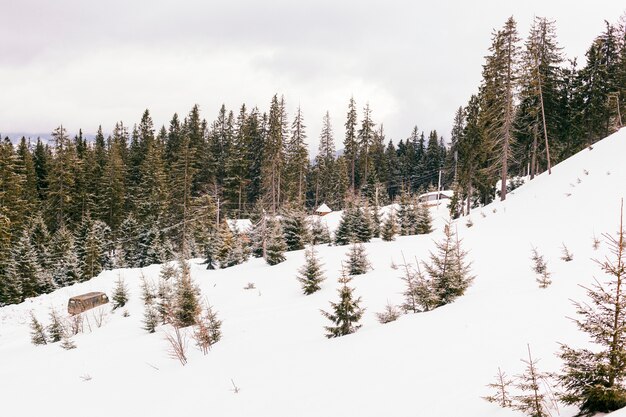 Paisagem de inverno linda com árvores coníferas