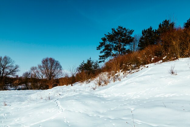 Paisagem de neve com pegadas e árvores contra o céu azul