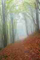 Foto grátis paisagem de outono em madeira nevoenta