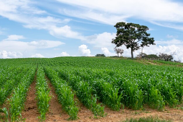 Paisagem de plantação de milho com céu azul