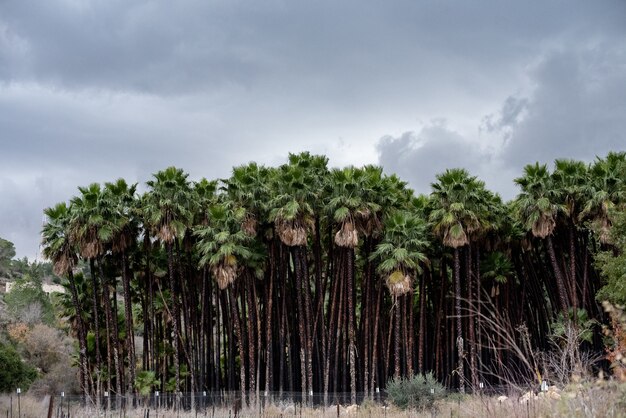 Paisagem de Sabal Palms sob um céu nublado cercado por grama durante o dia