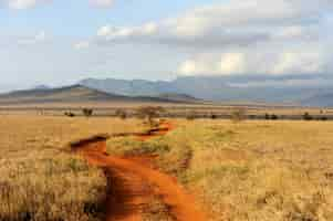 Foto grátis paisagem de savana no parque nacional no quênia, áfrica