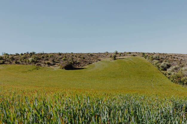 Paisagem de um campo verde