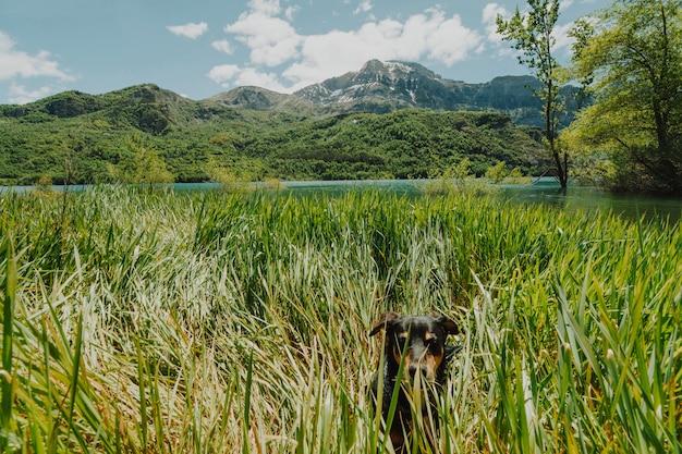 Foto grátis paisagem de um campo verde