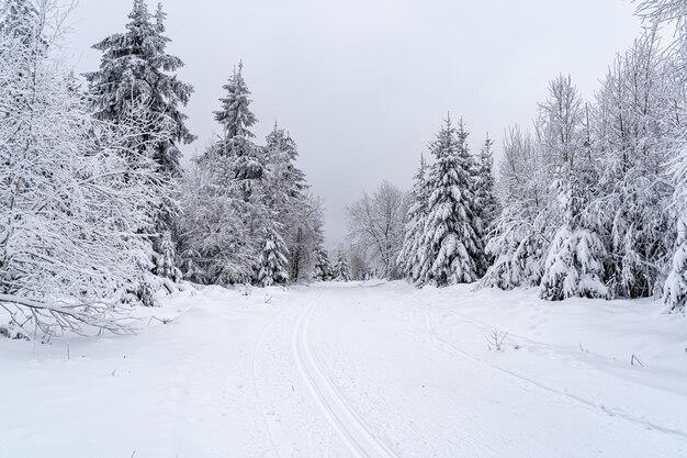 Paisagem de uma estrada na Floresta Negra coberta de árvores e neve na Alemanha