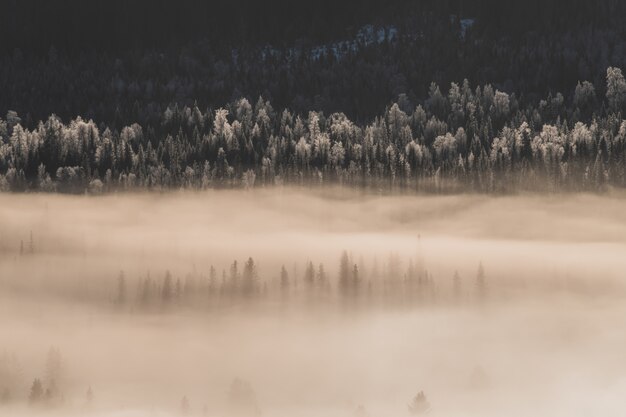 Paisagem de uma floresta coberta de neve e neblina sob a luz do sol no inverno