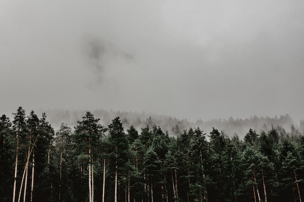 Paisagem de uma floresta coberta de nevoeiro