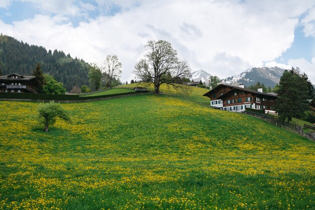 Paisagem de vale com muitos dente-de-leão em fundo de montanhas suíças