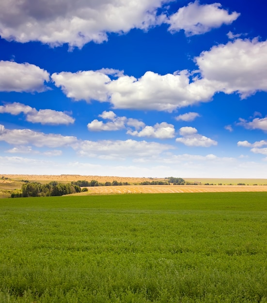 Paisagem de verão