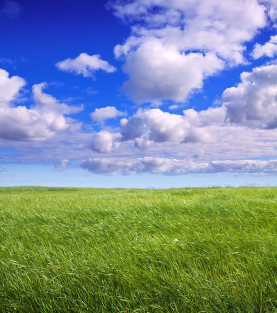 Paisagem de verão