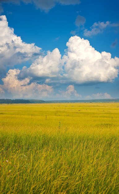 Paisagem de verão