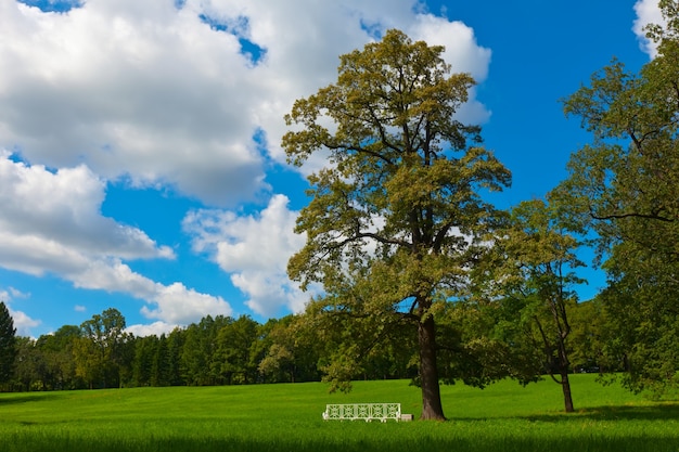 paisagem de verão