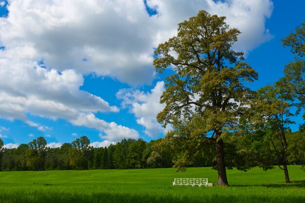 paisagem de verão