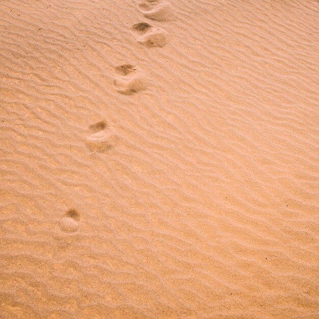 Paisagem do deserto