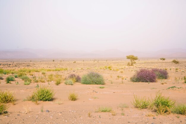 Paisagem do deserto