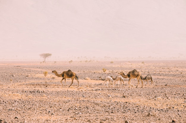 Paisagem do deserto