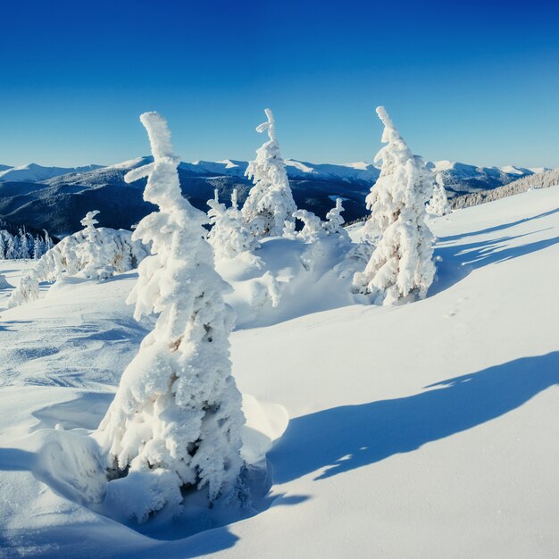 Paisagem fantástica de inverno e árvore no gelo.