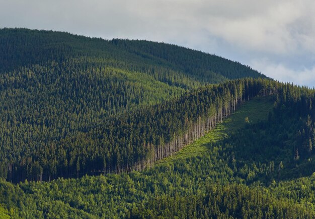 Paisagem idílica nos Alpes com prados verdes frescos e flores desabrochando