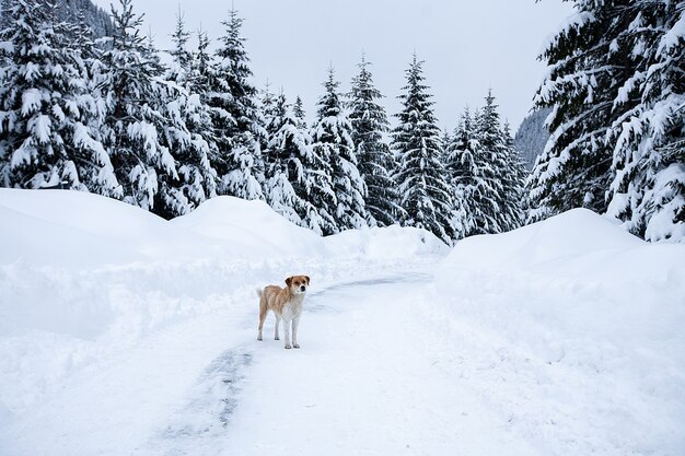 Paisagem mágica de inverno com árvores nuas e cães à distância
