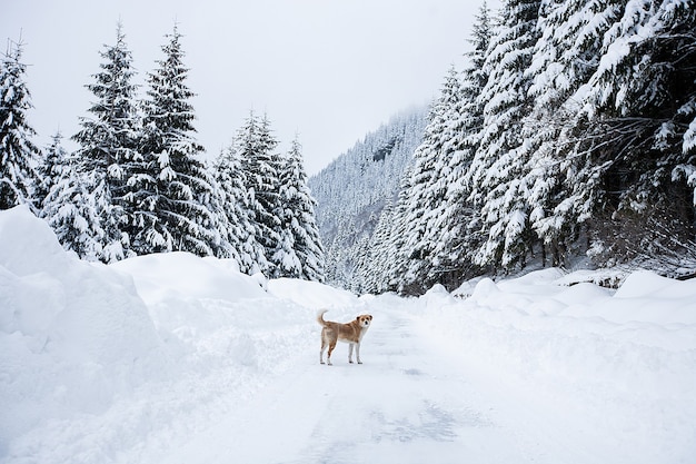 Paisagem mágica de inverno com árvores nuas e cães à distância