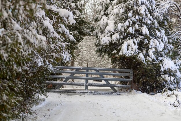 Paisagem natural com neve