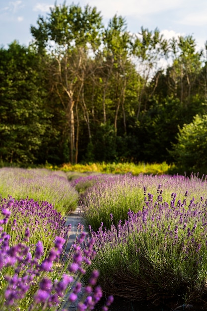 Paisagem natural de alto ângulo com lavanda